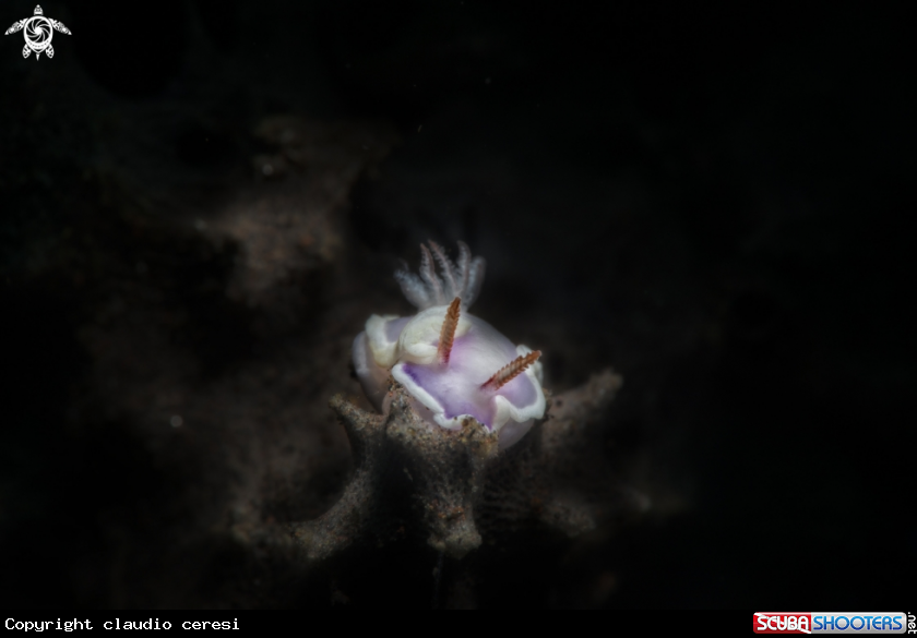 A nudibranch 