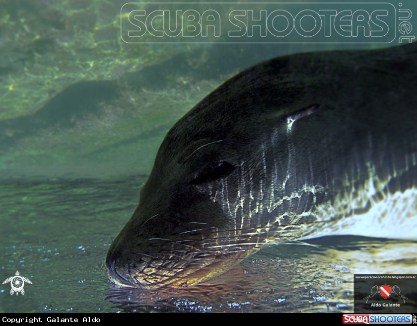 A Galapagos Lion