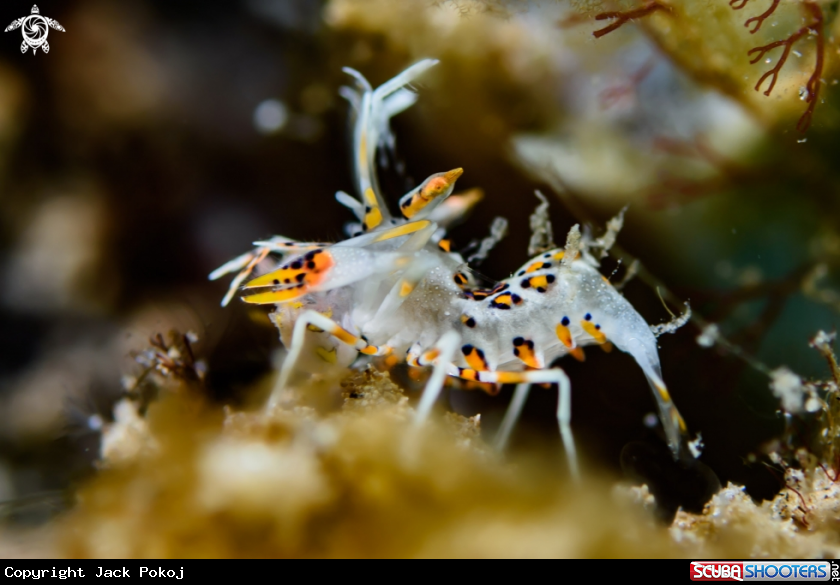 A Tiger shrimp