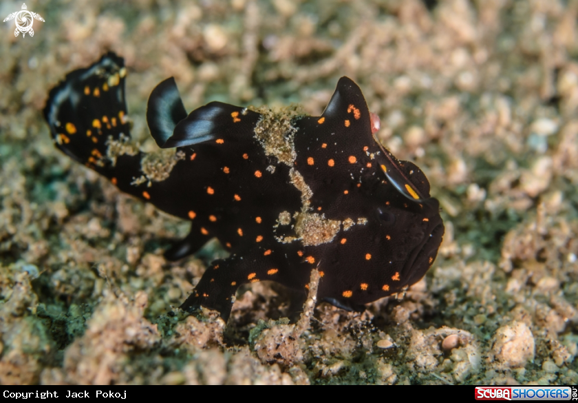 A Warty frogfish