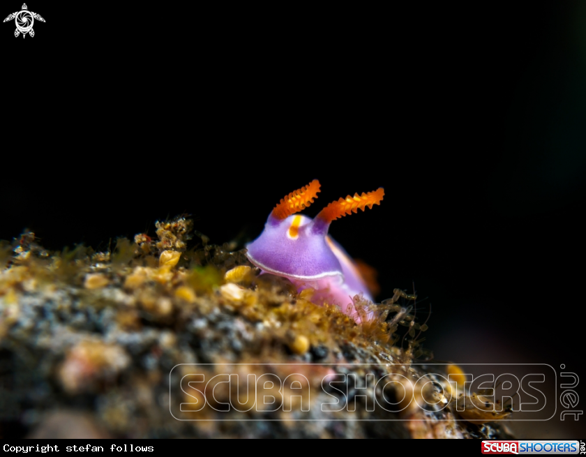 A Nudibranch 