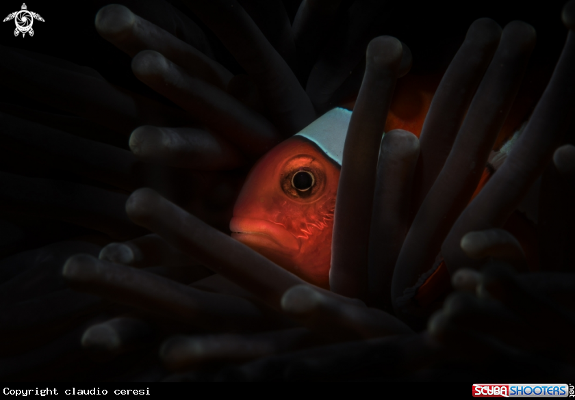 A clownfish