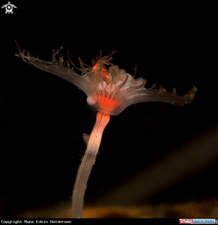 A Hydroid