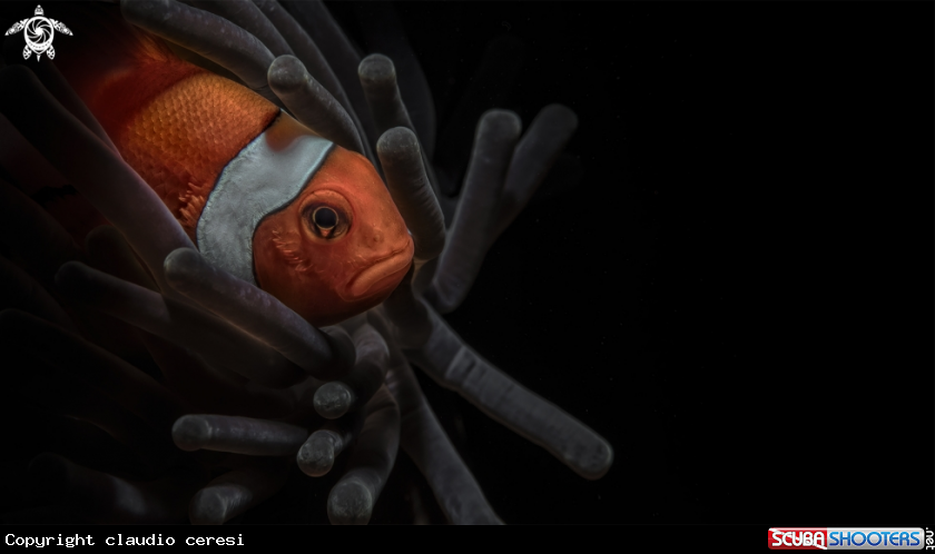 A clownfish