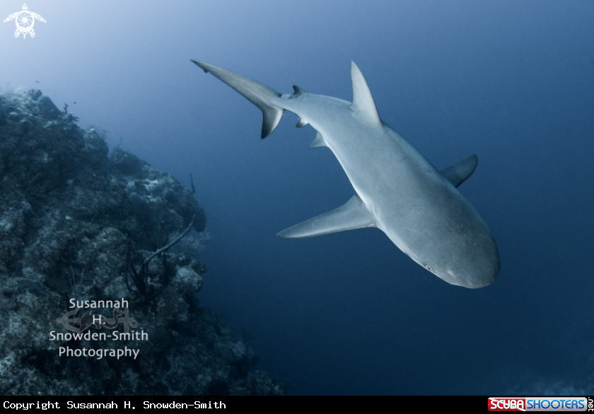 A Caribbean Reef Shark