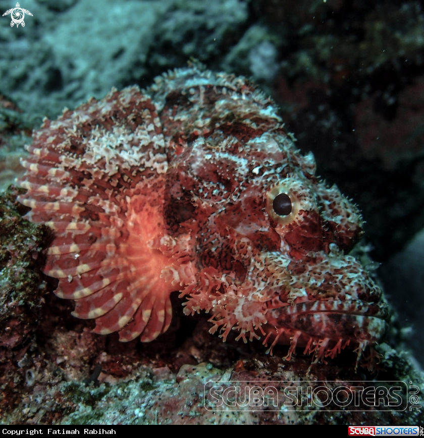 A Scorpion Fish