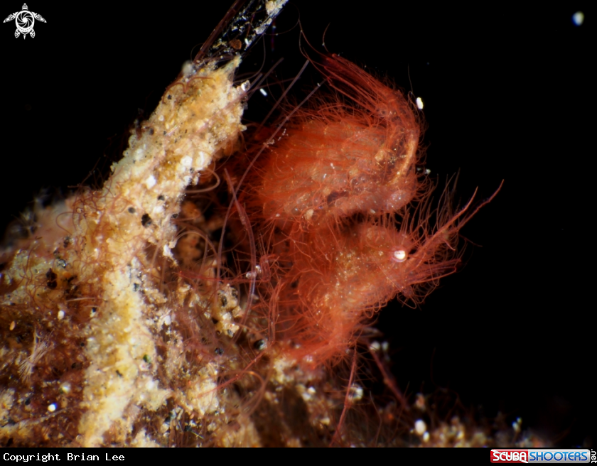 A Hairy Shrimp