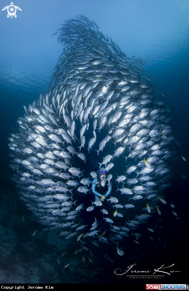 A School of Jackfish
