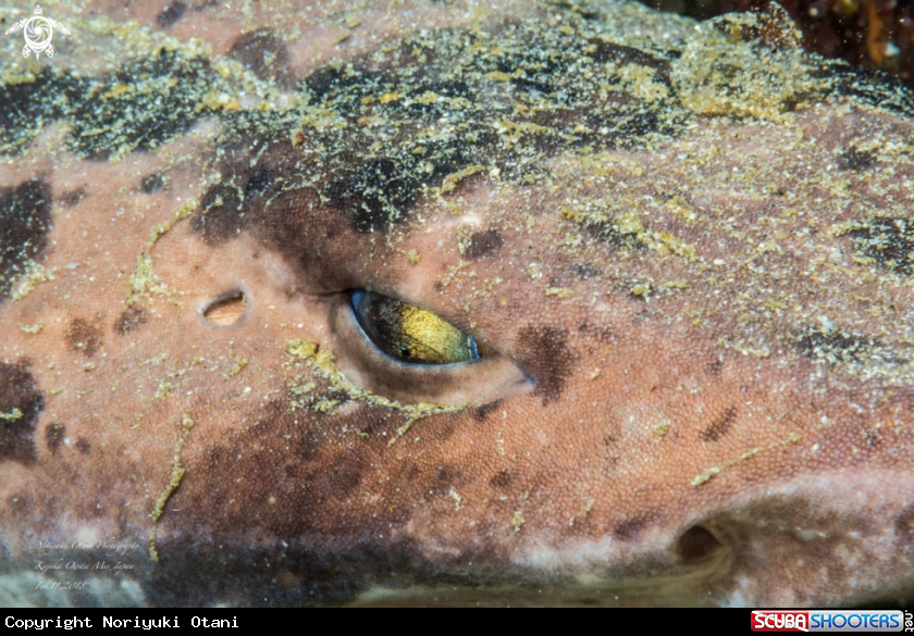A Blotchy swell shark 