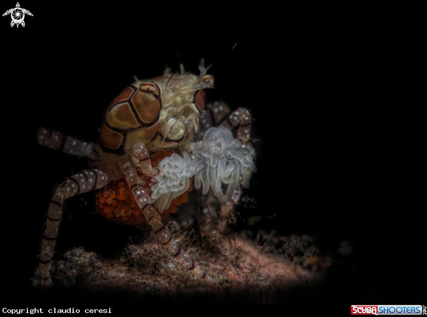A boxeur crab
