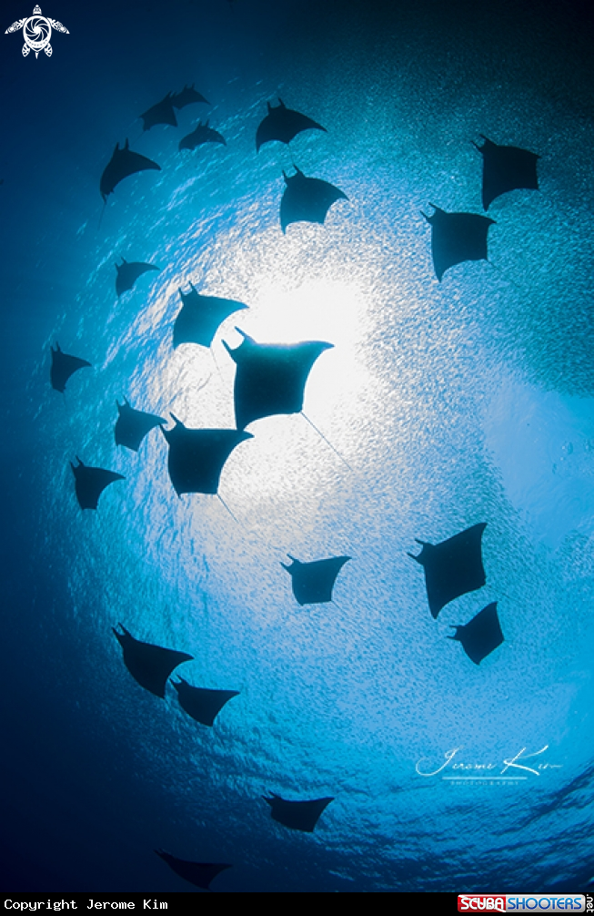 A Mobular rays