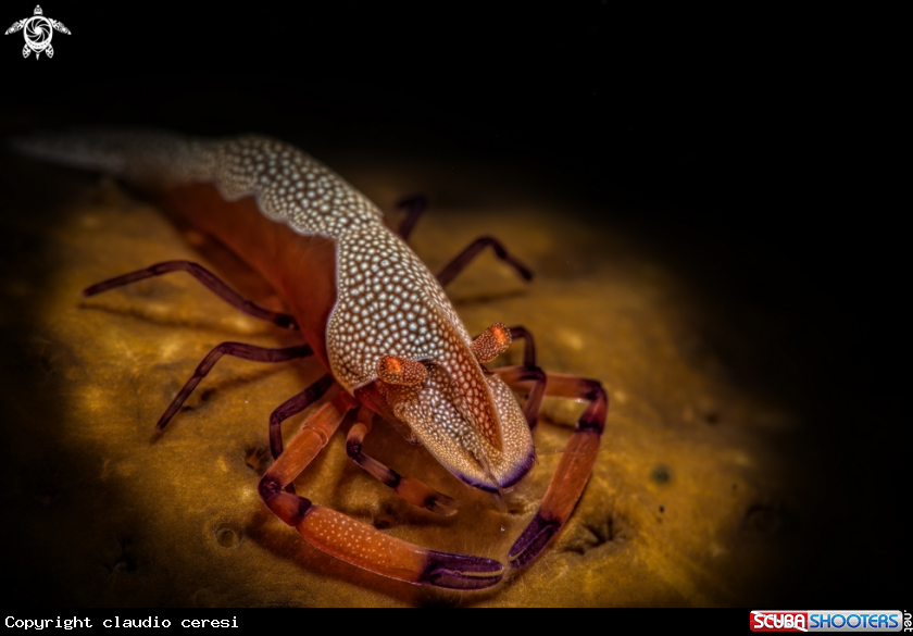 A emperor shrimp