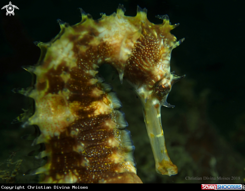 A Seahorse