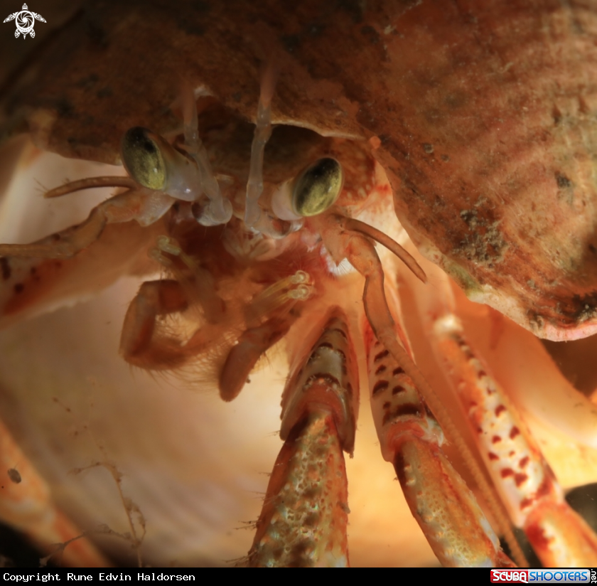 A Hermit crab