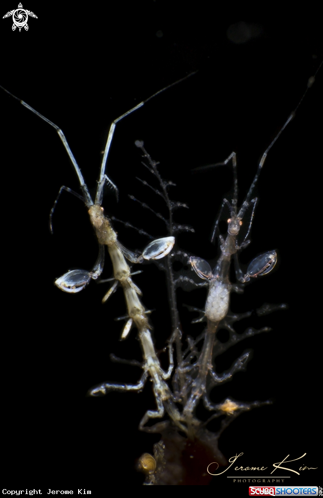 A Skeleton shrimp