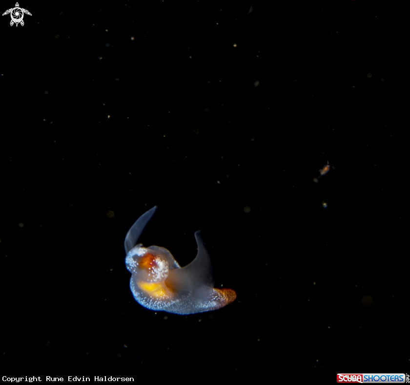 A Sea angel