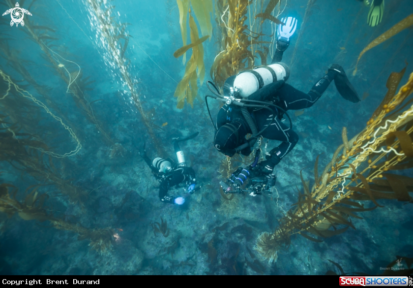 A Giant Kelp