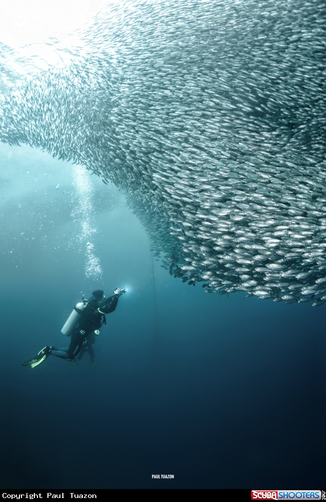 A Sardine