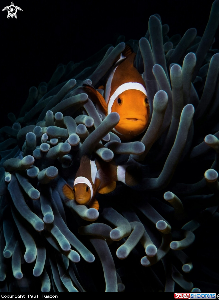 A Clownfish