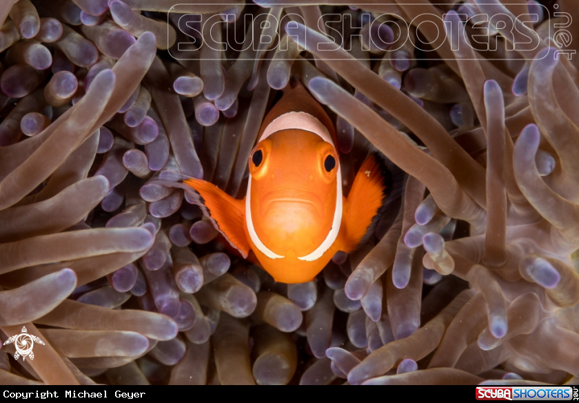 A Clownfish