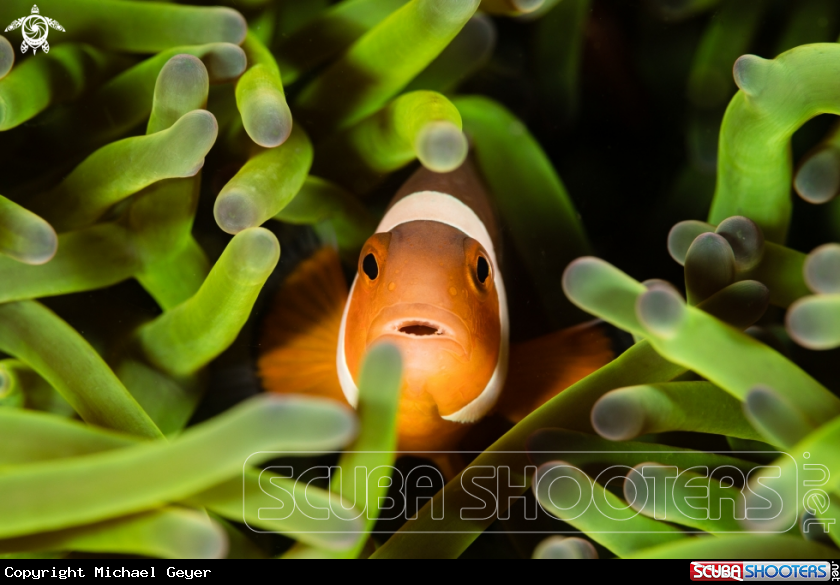A Clownfish