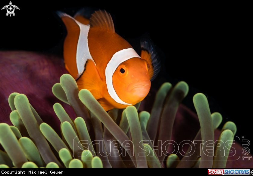 A Clownfish
