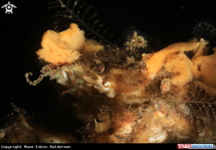 A Hyas coarctatus