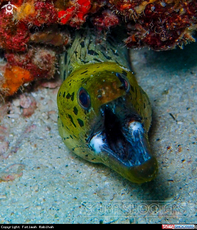 A Morey Eel