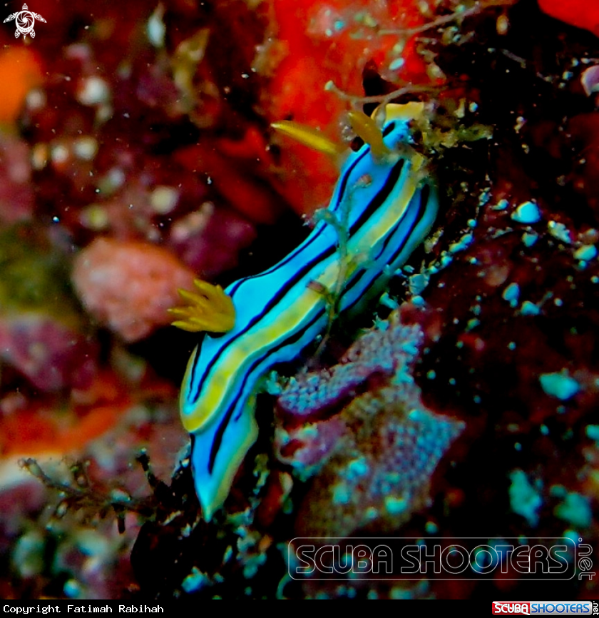 A Chromodoris Nudibranch