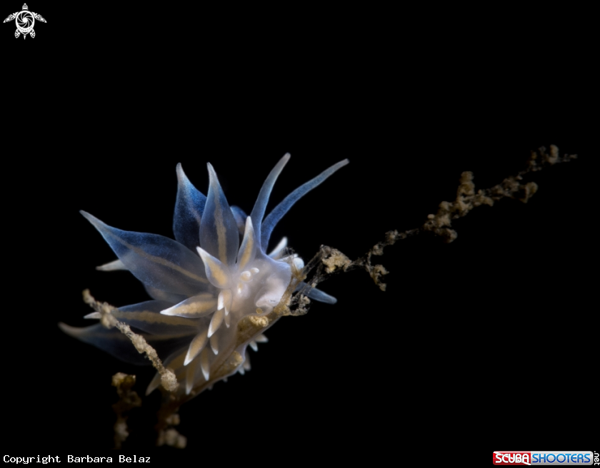 A Nudibranch