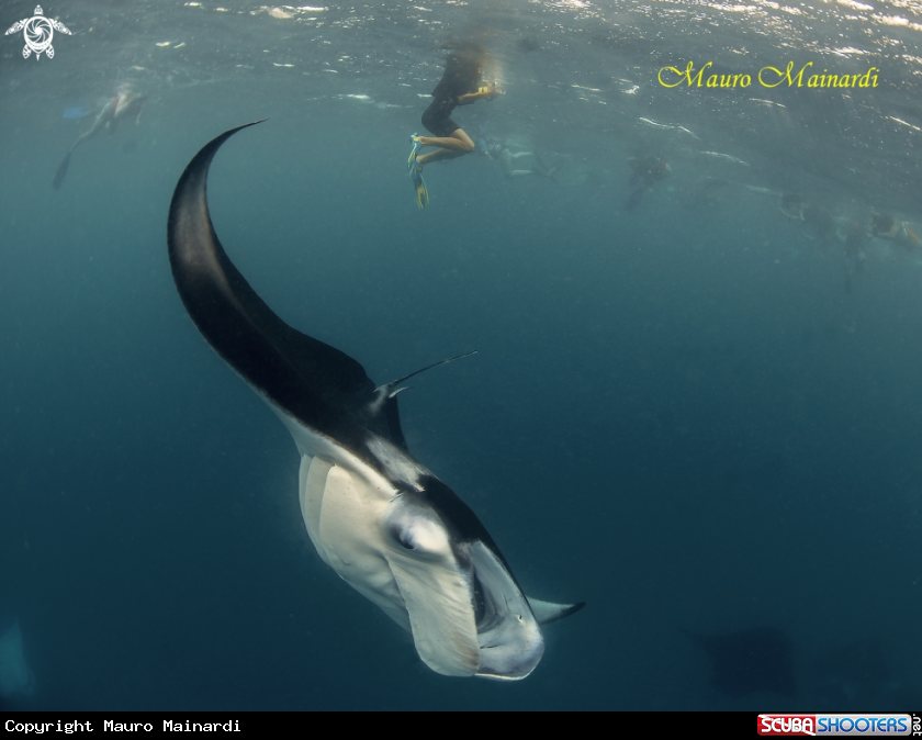 A Mantas
