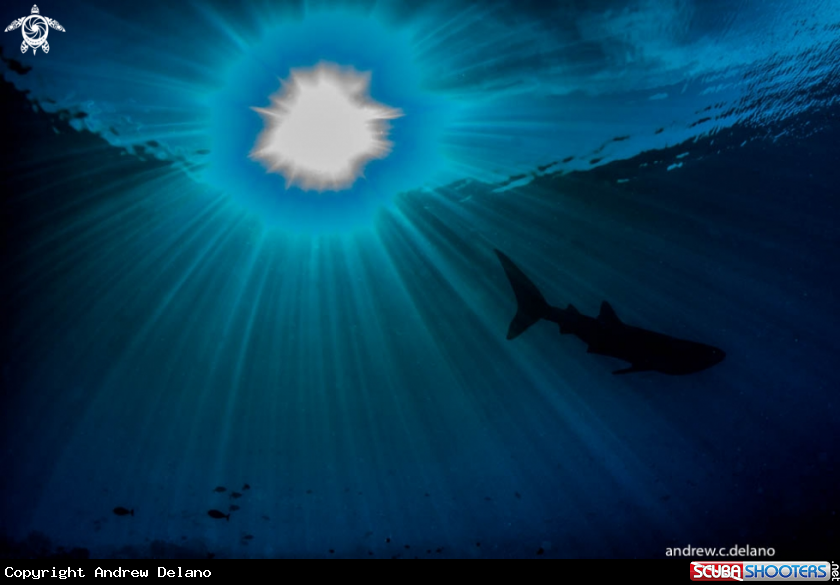 A Whale Shark