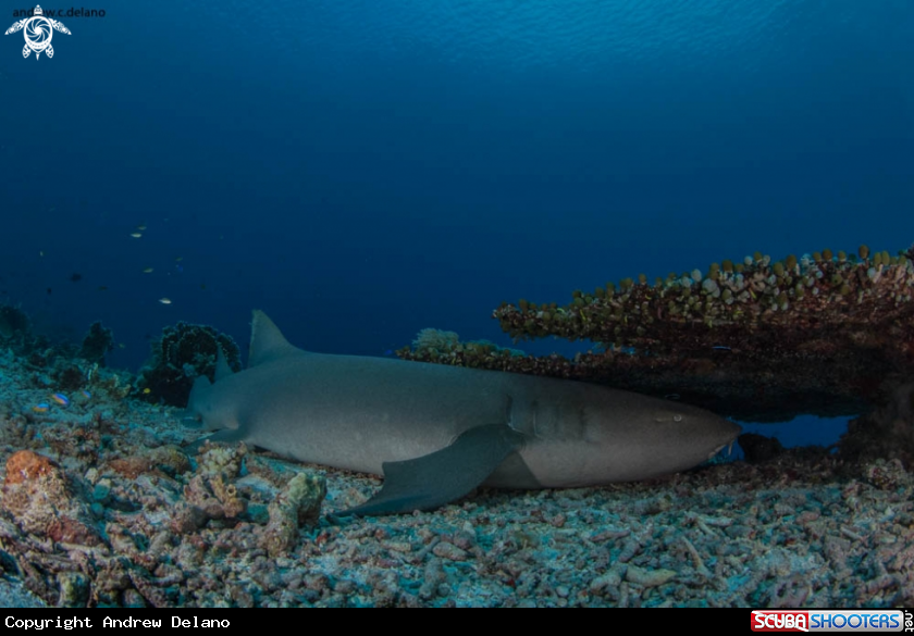 A Nurse Shark