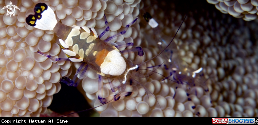 A underwater creature