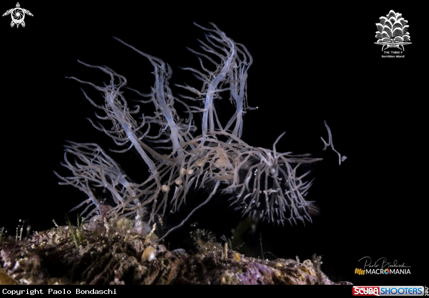 A Ghost nudibranch
