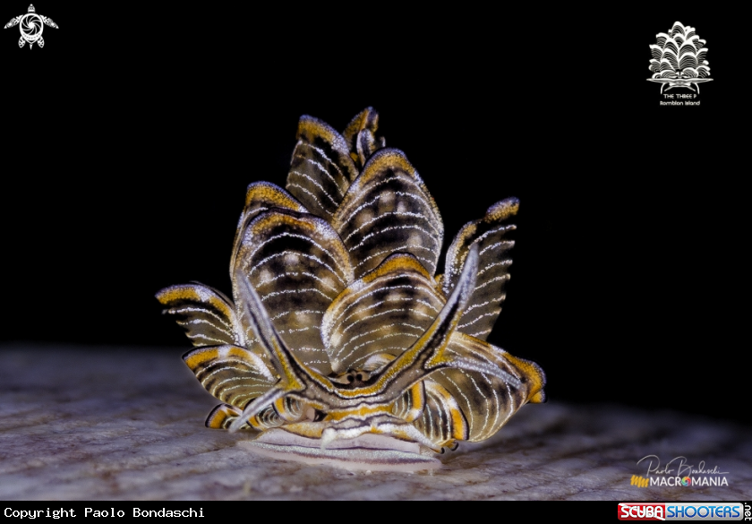 A Cyerce nigra