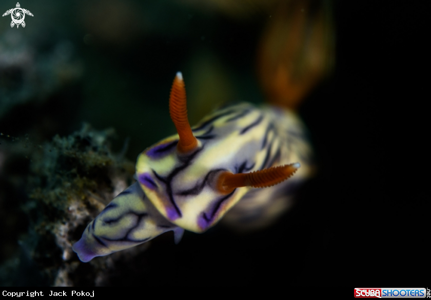 A Hypselodoris tryoni