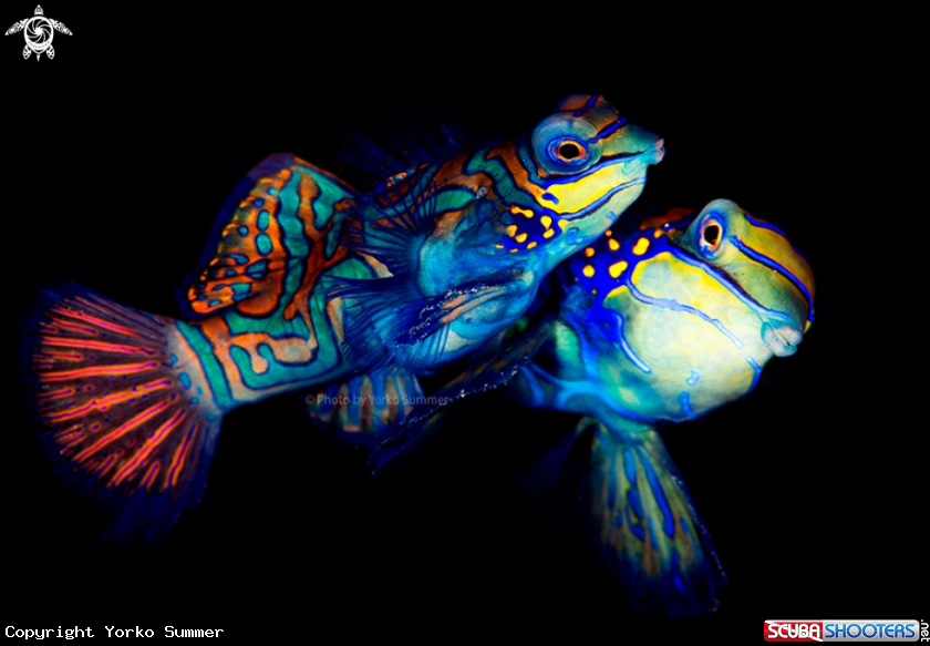 A Mandarinfish Mating
