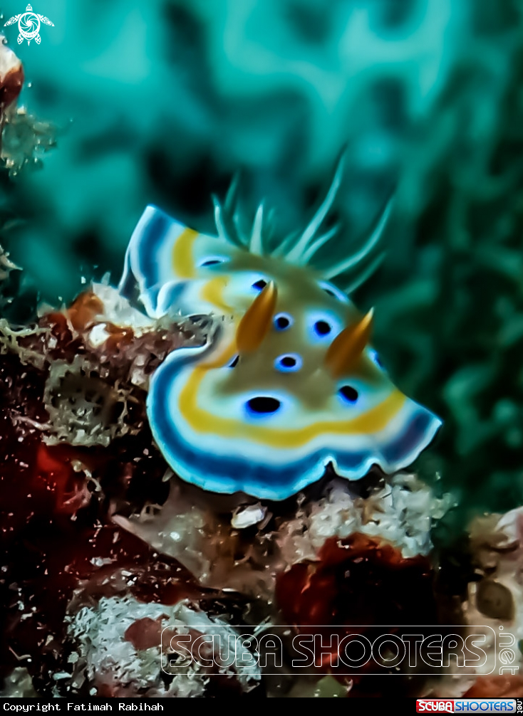 A Chromodoris Nudibranch