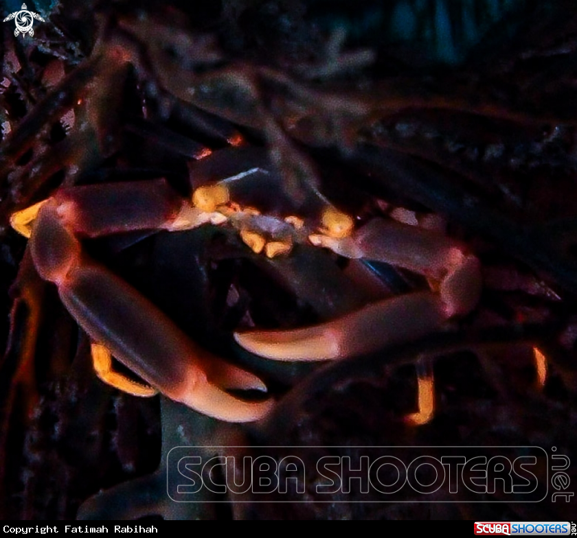 A Black Coral Crab
