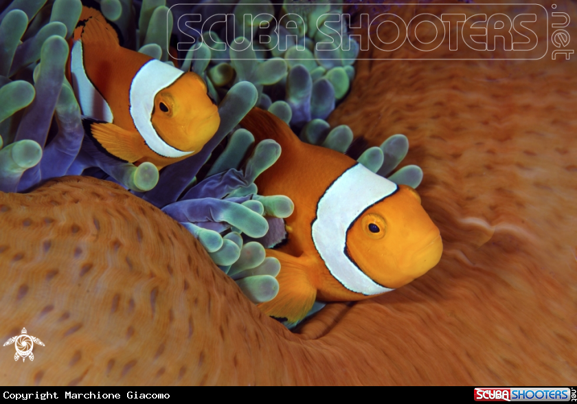 A Clown fishes