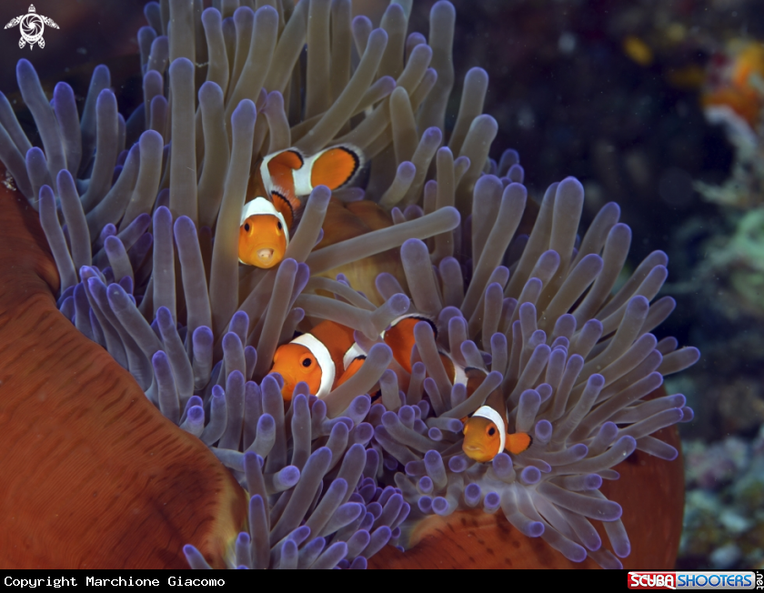 A Clown anemon fishes