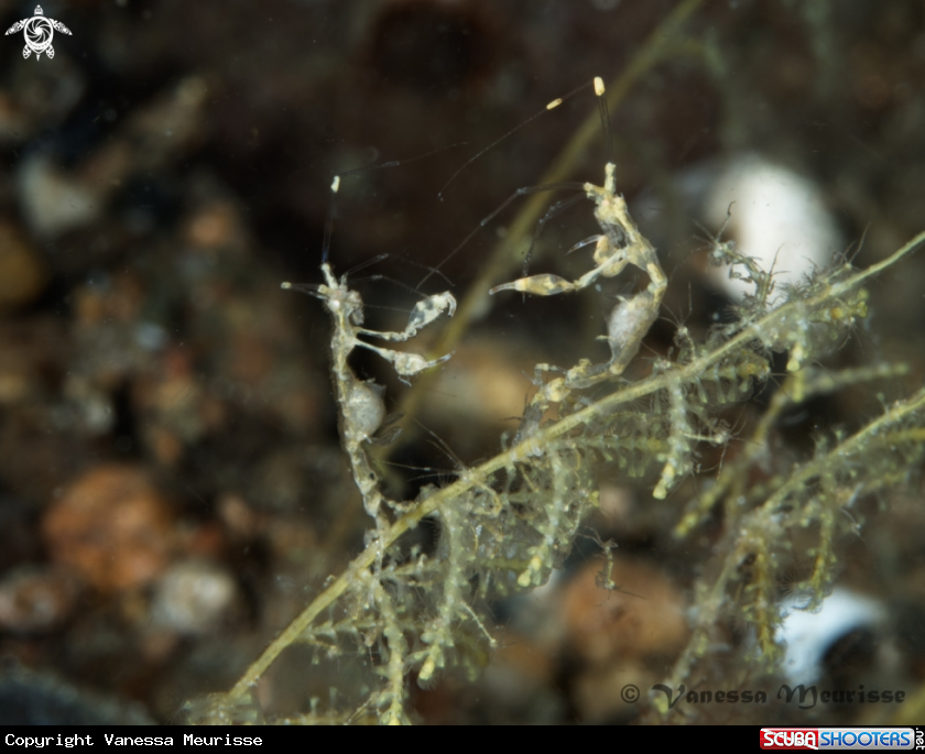 A Skeleton Shrimp / Ghost Shrimp