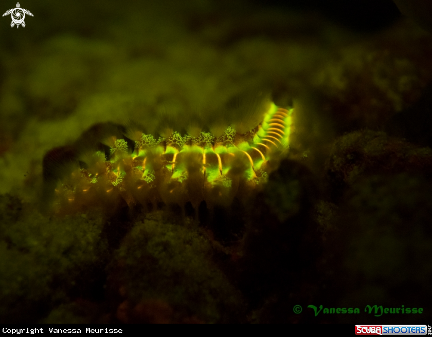 A fireworm