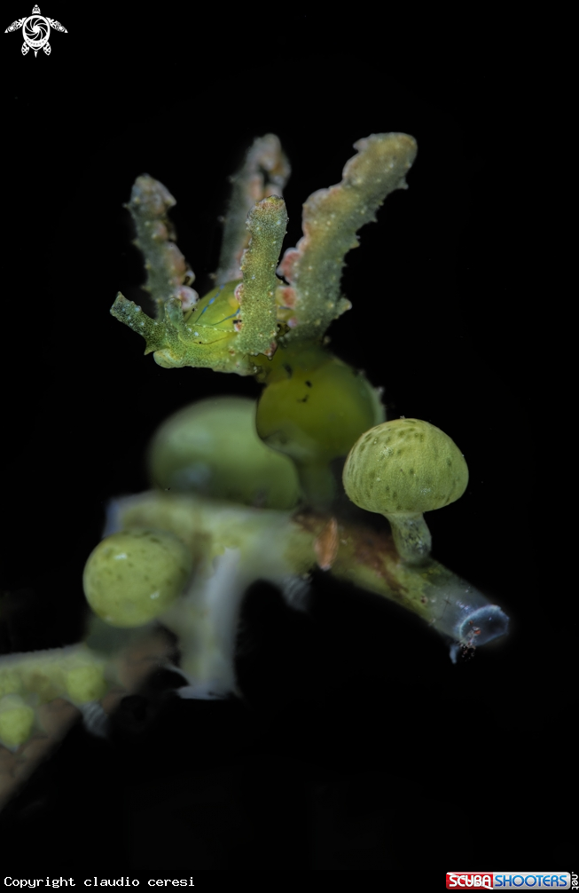 A Lobiger viridis 
