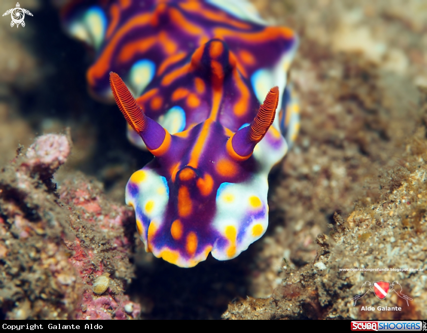 A Nudibranch