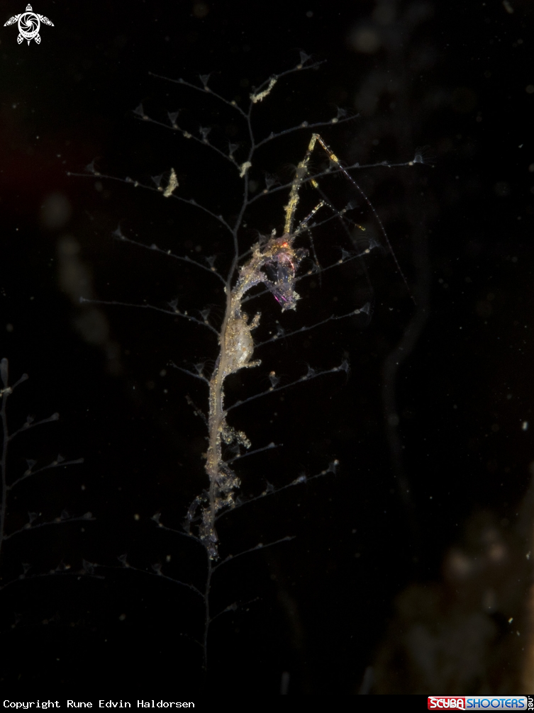 A Skeleton shrimp