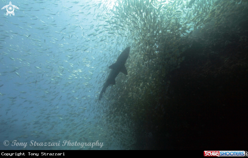 A Grey Nurse Shark