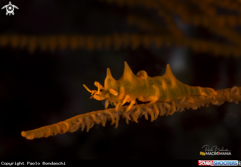 A Dragon Shrimp