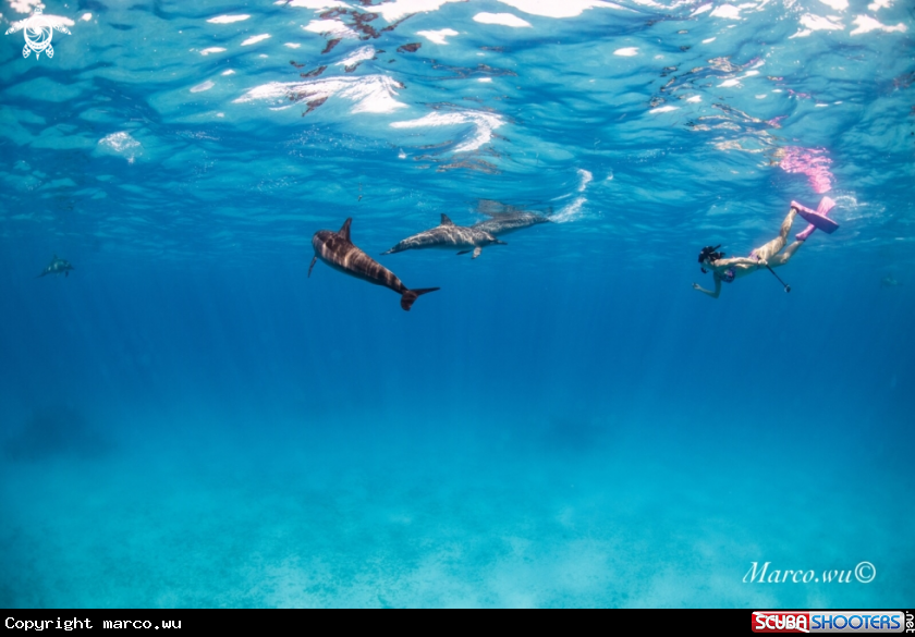 A Diver and dolphin 